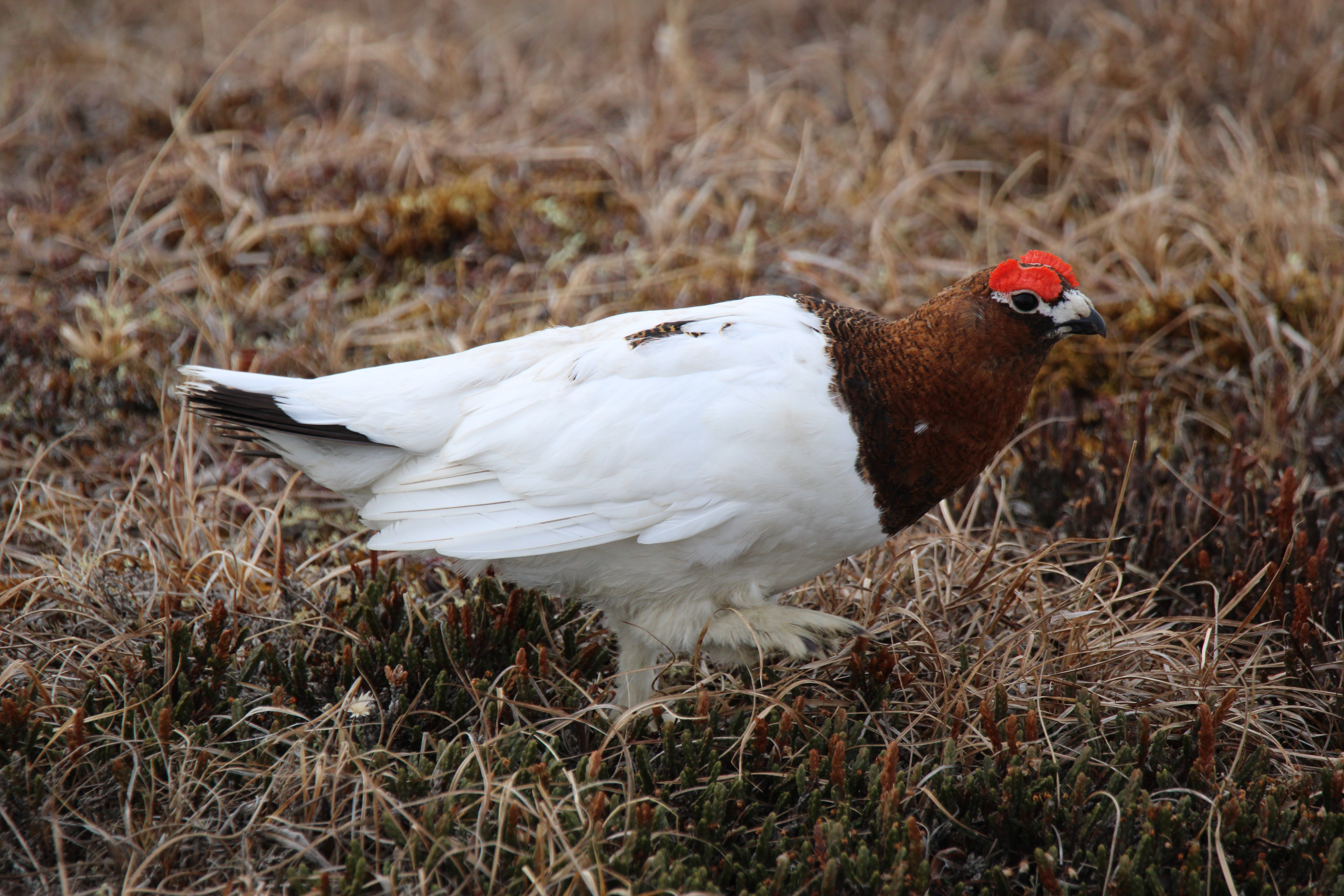 Willow Ptarmigan